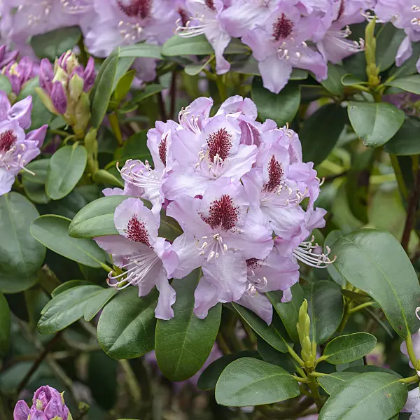 575310 - Catawba rhododendron (Rhododendron catawbiense 'Humboldt')