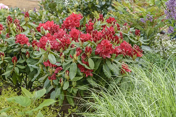 558219 - Catawba rhododendron (Rhododendron catawbiense 'Nova Zembla')