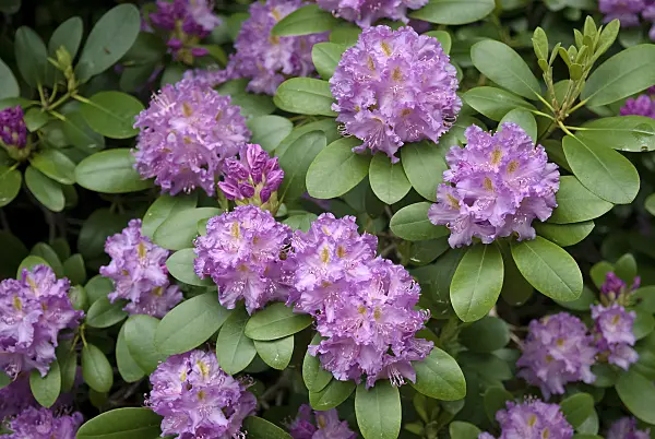 490132 - Catawba rhododendron (Rhododendron catawbiense 'Roseum Elegans')