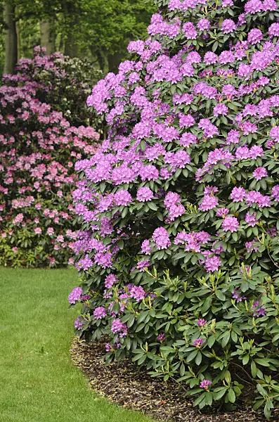 520447 - Catawba rhododendron (Rhododendron catawbiense 'Roseum Elegans')