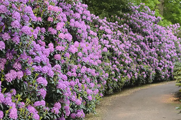520449 - Catawba rhododendron (Rhododendron catawbiense 'Roseum Elegans')