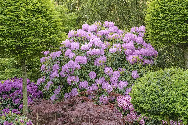 558227 - Catawba rhododendron (Rhododendron catawbiense 'Roseum Elegans')