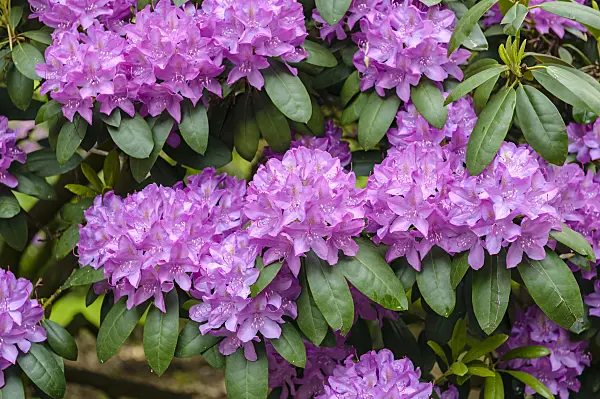 593182 - Catawba rhododendron (Rhododendron catawbiense 'Roseum Elegans')
