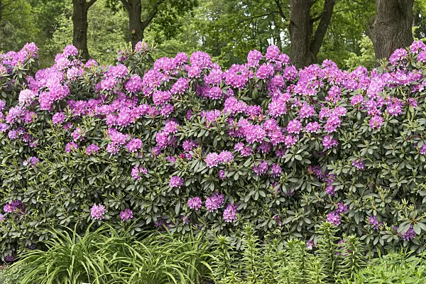 638275 - Catawba rhododendron (Rhododendron catawbiense 'Roseum Elegans')