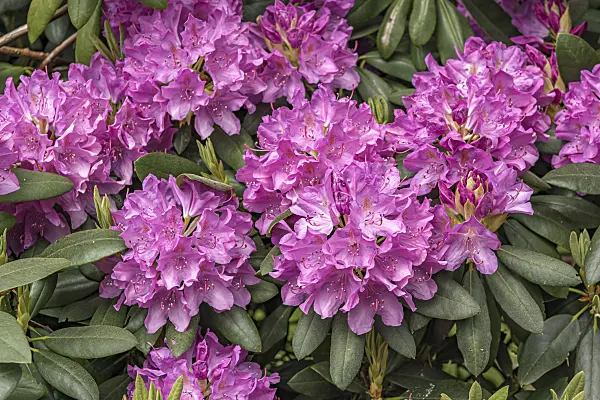 638276 - Catawba rhododendron (Rhododendron catawbiense 'Roseum Elegans')