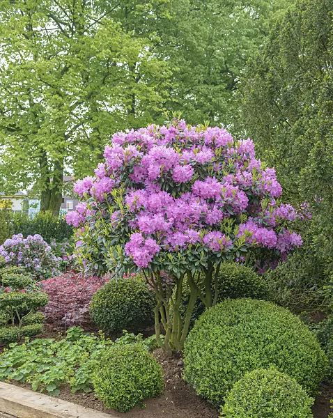 558226 - Catawba rhododendron (Rhododendron catawbiense 'Roseum Elegans') and common boxwood (Buxus sempervirens)