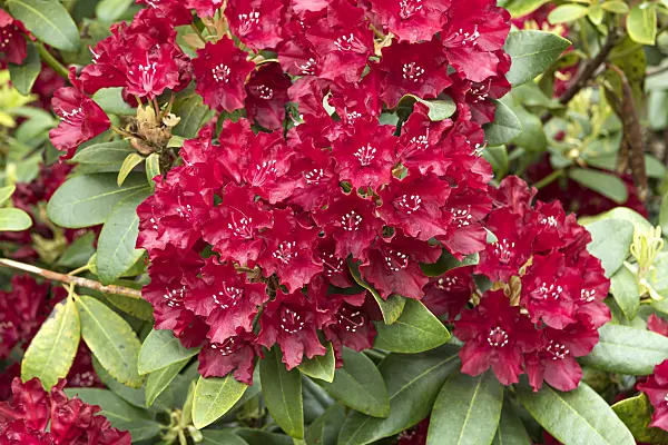 638277 - Catawba rhododendron (Rhododendron catawbiense 'Sammetglut')