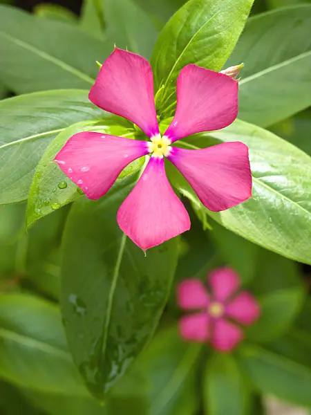 426081 - Catharanthus trichophyllus