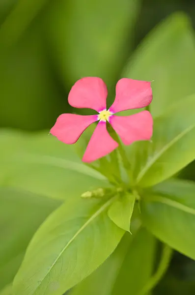 524148 - Catharanthus trichophyllus