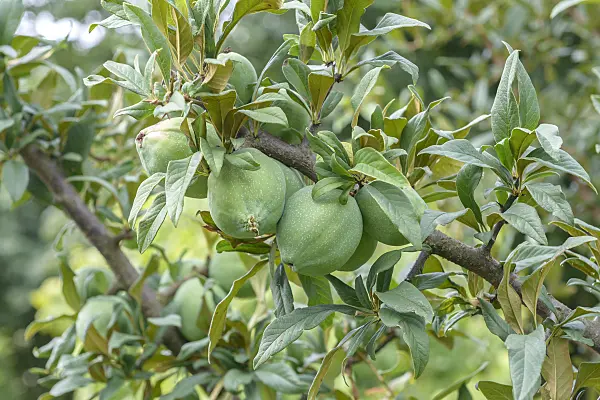 575053 - Cathay quince (Chaenomeles cathayensis)
