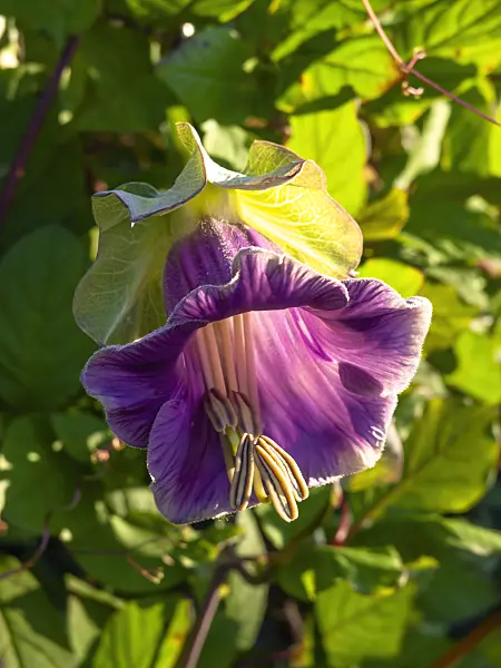428227 - Cathedral bells (Cobaea scandens)