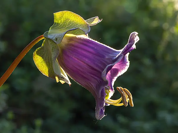 428228 - Cathedral bells (Cobaea scandens)