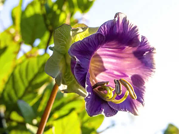 428229 - Cathedral bells (Cobaea scandens)