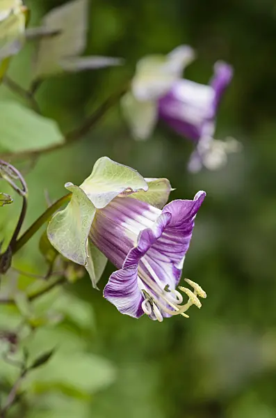 525020 - Cathedral bells (Cobaea scandens)