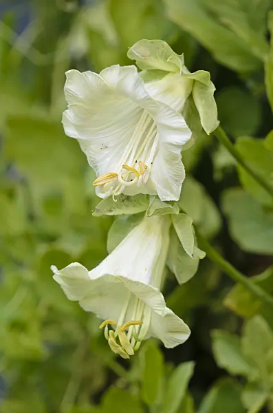549005 - Cathedral bells (Cobaea scandens)