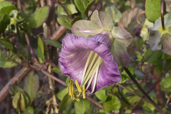 607252 - Cathedral bells (Cobaea scandens)