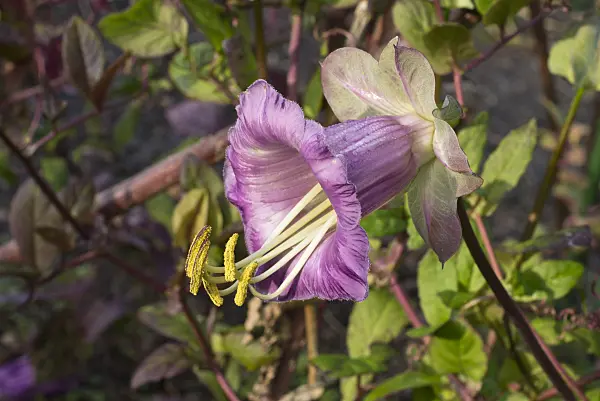 607253 - Cathedral bells (Cobaea scandens)