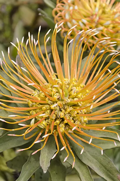 508498 - Catherine wheel pincushion (Leucospermum catherinae)