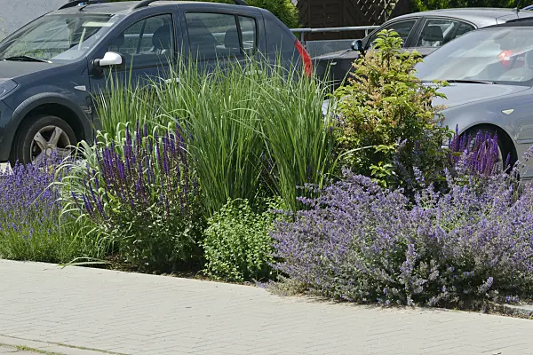 557073 - Catmint (Nepeta) and sage (Salvia)