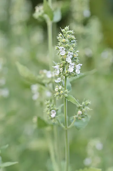 486107 - Catmint (Nepeta cataria)