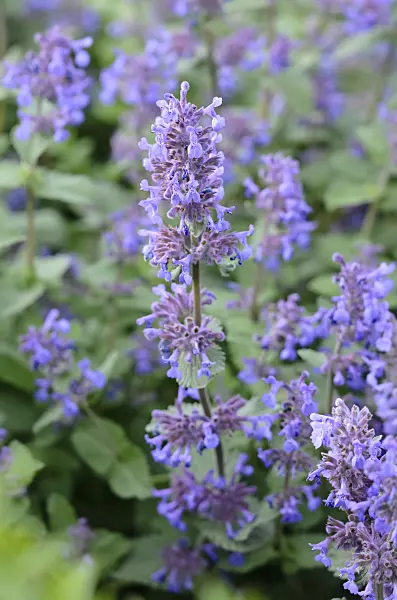 544133 - Catmint (Nepeta cataria)