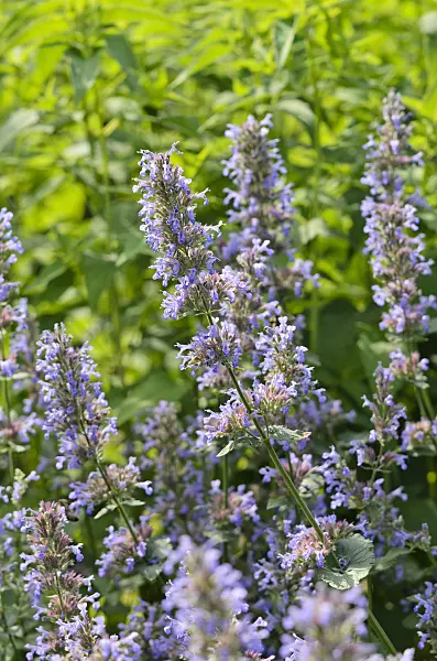 521142 - Catmint (Nepeta grandiflora 'Bramdean')