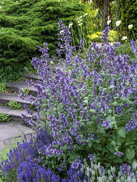461104 - Catmint (Nepeta grandiflora 'Wild Cat')
