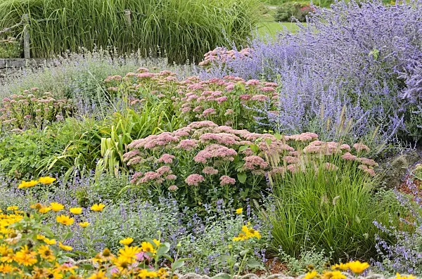 572042 - Catmint (Nepeta), orpine (Sedum telephium syn. Hylotelephium telephium) and Russian sage (Perovskia)