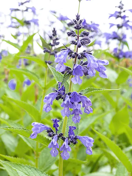 426042 - Catmint (Nepeta prattii syn. Dracocephalum prattii)
