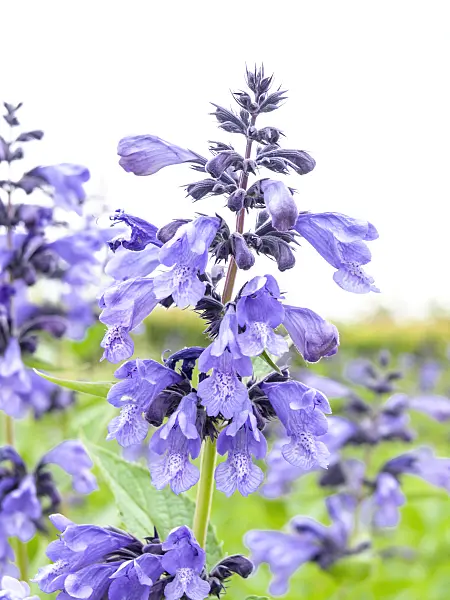 426043 - Catmint (Nepeta prattii syn. Dracocephalum prattii)