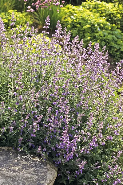 390150 - Catmint (Nepeta x faassenii)