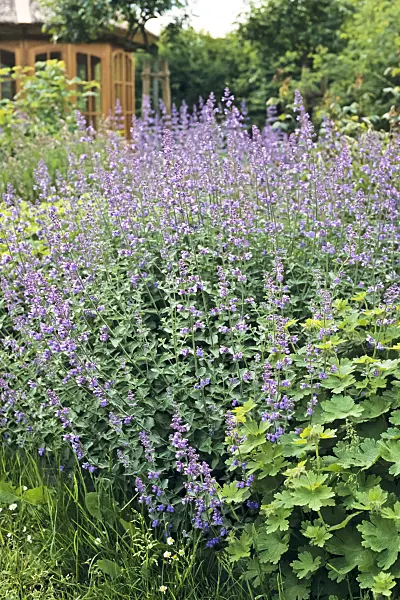 390169 - Catmint (Nepeta x faassenii)