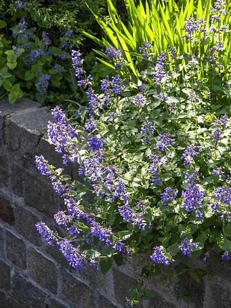 437271 - Catmint (Nepeta x faassenii)