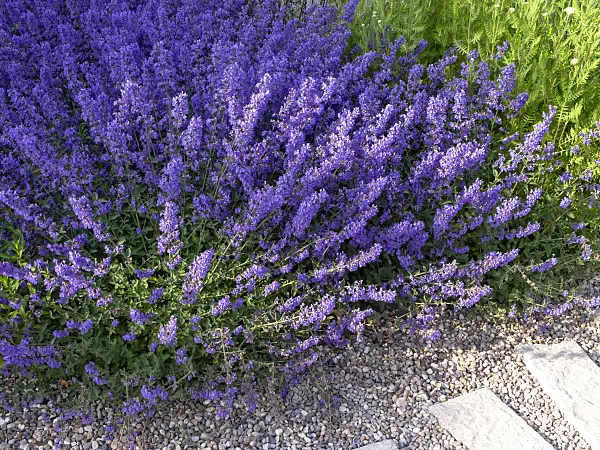 438241 - Catmint (Nepeta x faassenii)