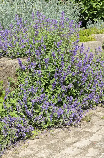 520427 - Catmint (Nepeta x faassenii)