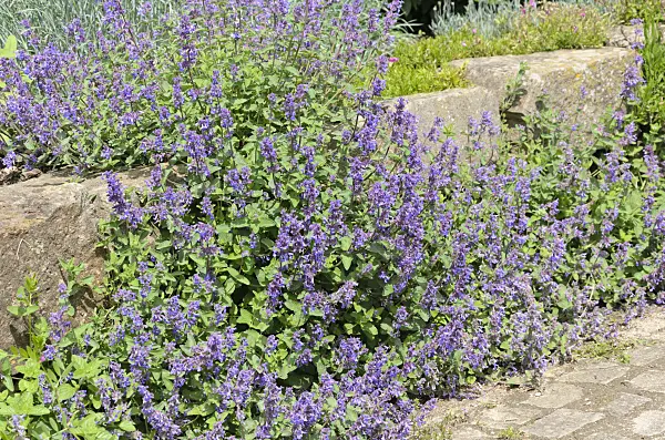 520428 - Catmint (Nepeta x faassenii)