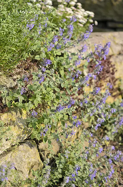544086 - Catmint (Nepeta x faassenii)