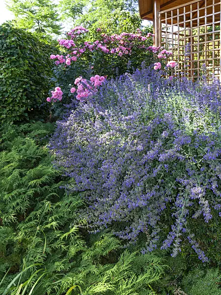462029 - Catmint (Nepeta x faassenii) and rose (Rosa)