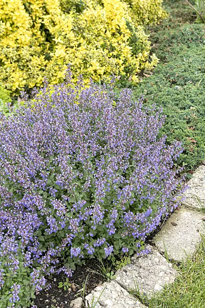 607162 - Catmint (Nepeta x fasssenii 'Purrsian Blue')