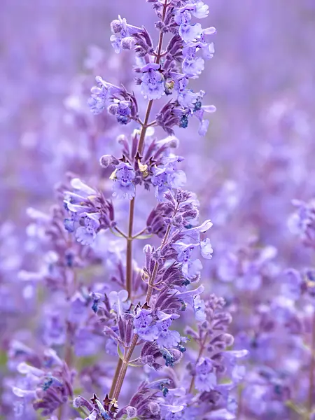 426044 - Catmint (Nepeta x fasssenii 'Walkers Low')