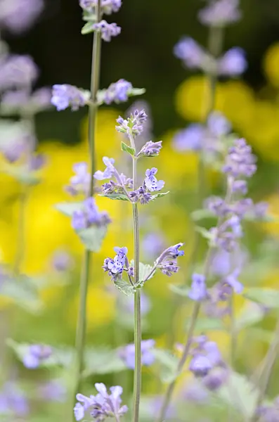520477 - Catmint (Nepeta x fasssenii 'Walkers Low')