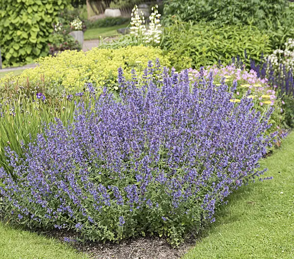 651406 - Catmint (Nepeta x fasssenii 'Walkers Low')