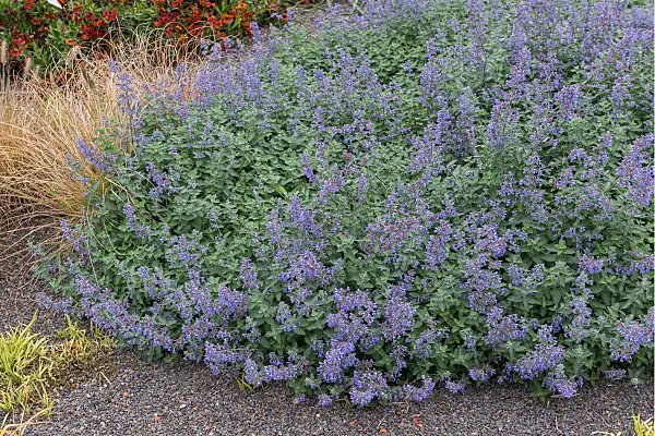 664273 - Catmint (Nepeta x fasssenii 'Walkers Low')