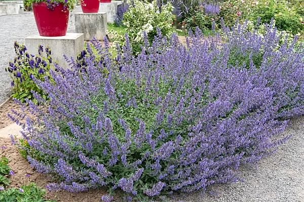 664274 - Catmint (Nepeta x fasssenii 'Walkers Low')
