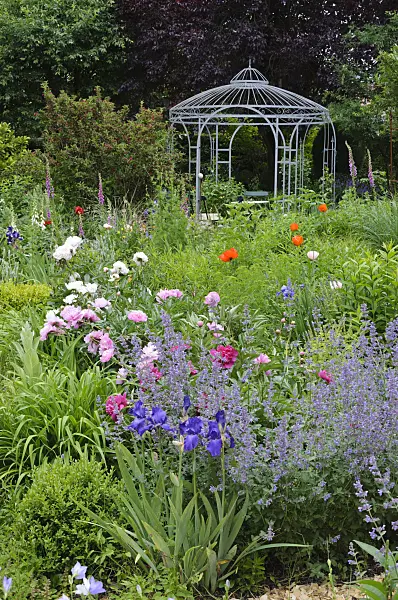 473078 - Catmints (Nepeta), irises (Iris), peonies (Paeonia) and oriental poppy (Papaver orientale) with garden pavilion