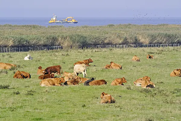 525084 - Cattle (Bos) at Elbe River Mouth near Otterndorf, Germany