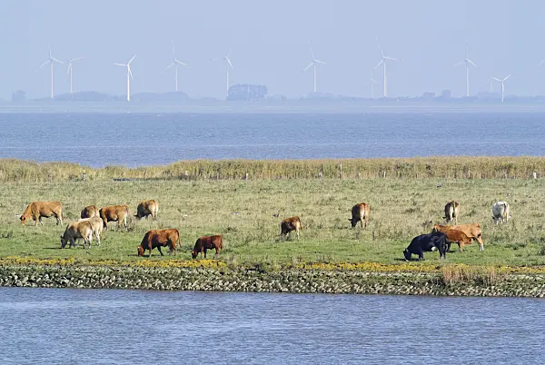 525088 - Cattle (Bos) at Elbe River Mouth near Otterndorf, Germany