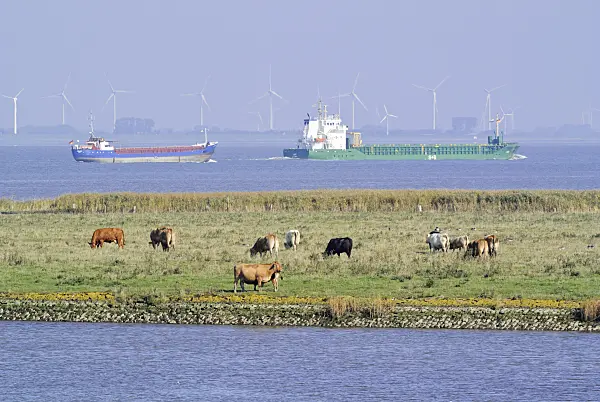 525089 - Cattle (Bos) at Elbe River Mouth near Otterndorf, Germany