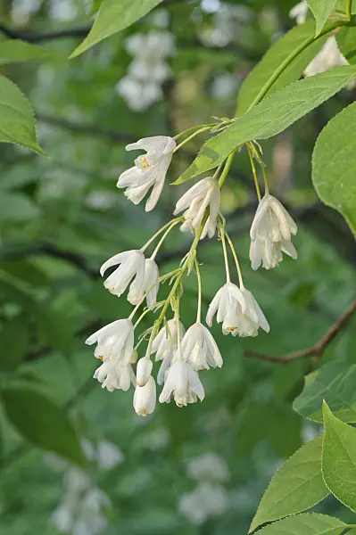472008 - Caucasian bladdernut (Staphylea colchica)