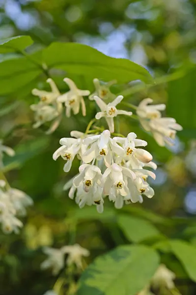 472011 - Caucasian bladdernut (Staphylea colchica)